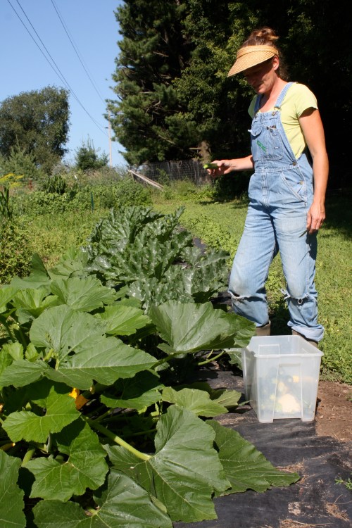 Picking Zucchini.