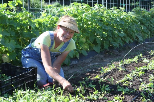 Weeding the golden beet bed in the heat of the day.