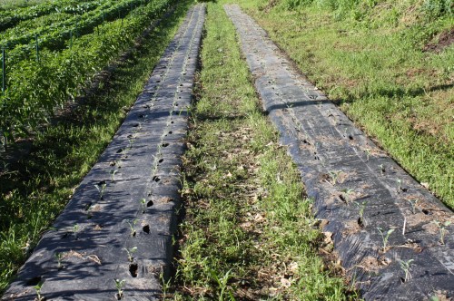 Long rows of transplanted Fall Brocoli.
