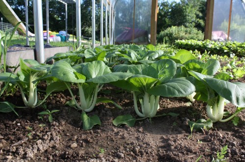 Pac Choi at harvest.