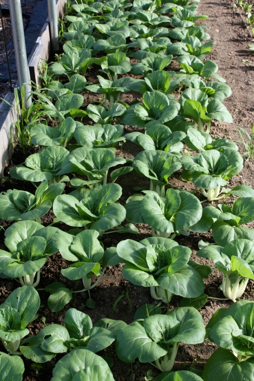This weeks pac choi harvest from the hoop house. 
