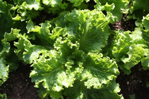 Heat loving summer lettuce in the hoop house.