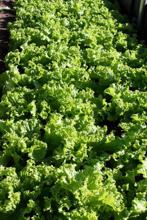 Lettuce at harvest.