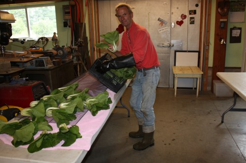 Pac Choi washing.
