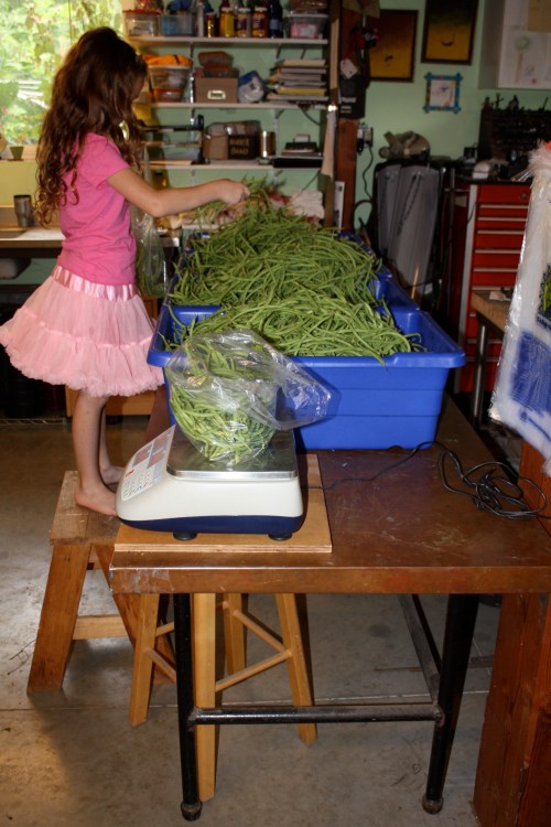 Portioning off the beans for this week's share.