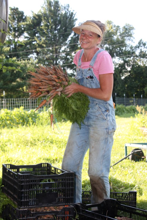 Carrot harvest.