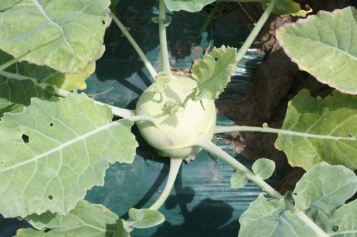 Next week's kohlrabi.