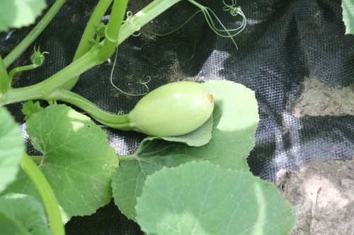 Spaghetti Squash on the vine.