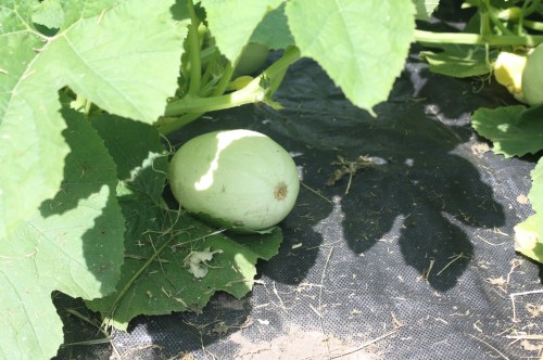 Same Spagetti Squash  the next day!