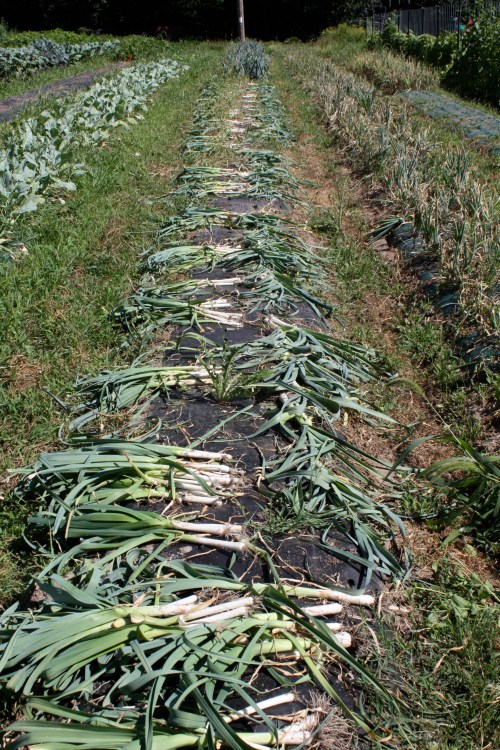 Summer leek harvest done.