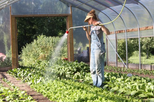 A second watering in the hoop house at noon.