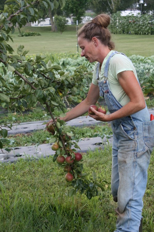 Pear harvest.