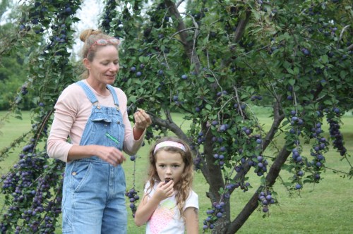 An early plum sampling from the neighbor's tree.