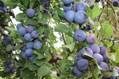 Look at those plums!