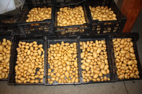 Carolas drying before we package.