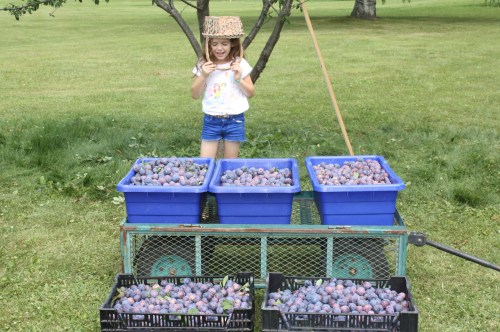 WOW! What a harvest!  Thank You dick and Caryl.....