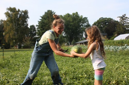 Melon harvesting.
