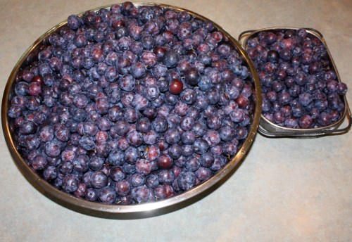 Plums washed and ready for the steam extractor.