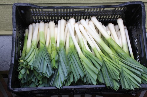 Leeks all washed up and draining before we bundle.