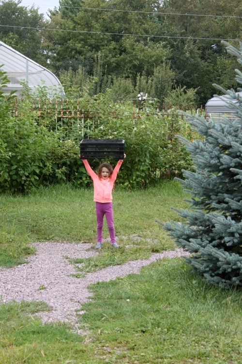 Maeve ready to harvest watermelon.