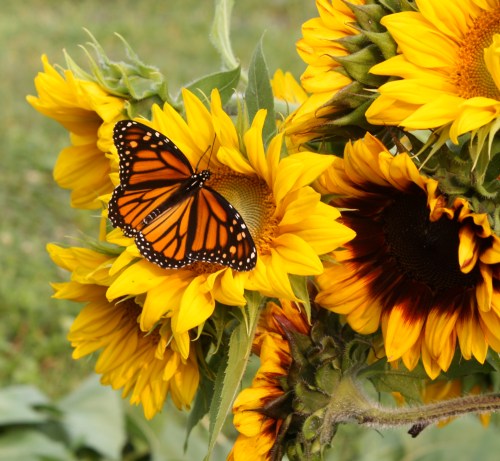 Sunflowers at harvest.