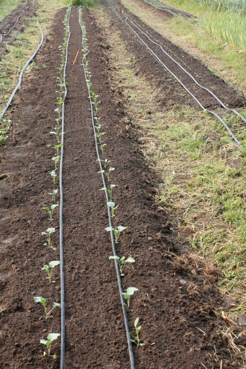Long rows of late broccoli.