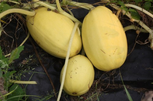 The bountiful Spaghetti Squash harvest.