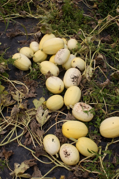 Spaghetti Squash ready to be crated up.