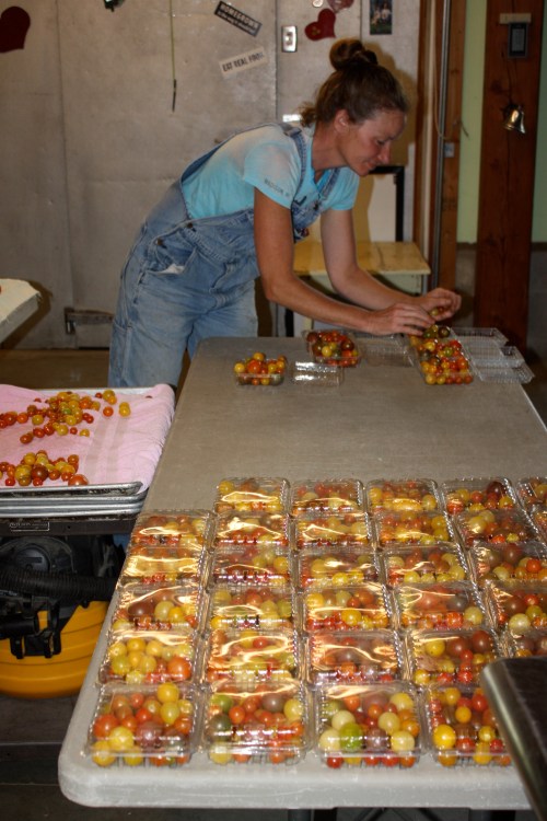 Packing the Cherry tomato shares.