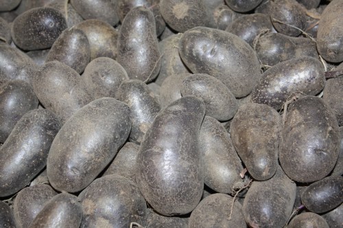 Magic Molly Potatoes fresh from the field.