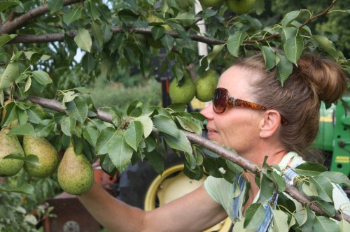 Pear Harvest.