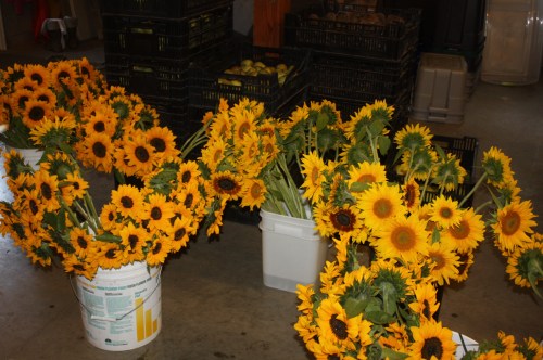 Maeve helping with the bouquets.