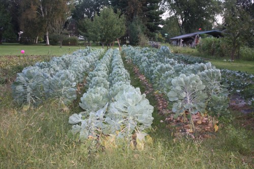ALL! Brussels Sprouts. 4 varieties are out there.