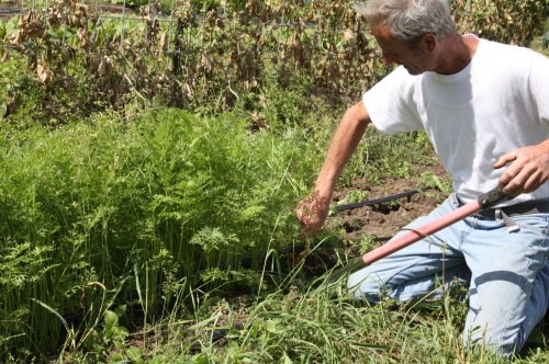 Scott harvesting Romance carrots in the garden. 