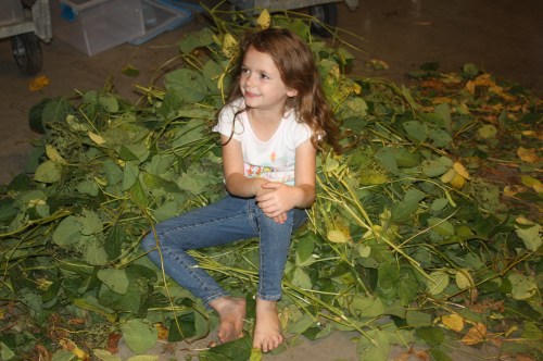 Relaxing in the edamame debris pile.
