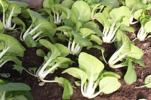 Pac Choi Cut and ready to be crated.
