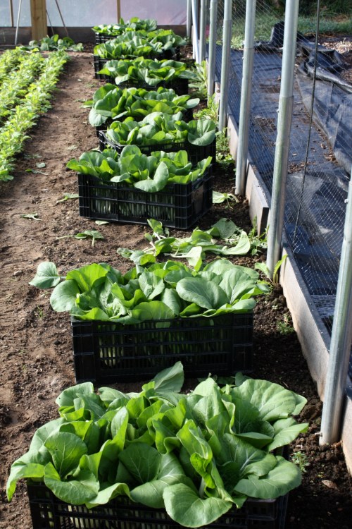 Pac Choi Harvest headed to the washing station.