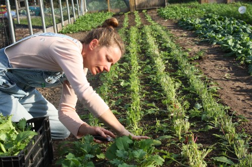 Asian greens harvest.