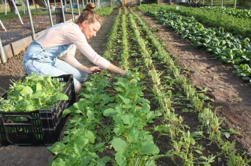 Asian Greens harvest from the hoop house.