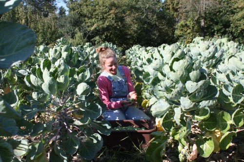 Harvesting Brussels Sprouts.