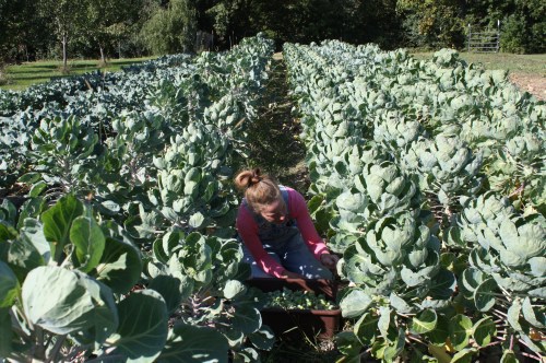 Picking Brusslels Sprouts in the HUGE! patch....