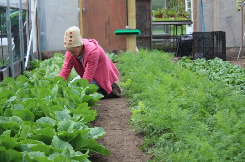 Romaine harvest.