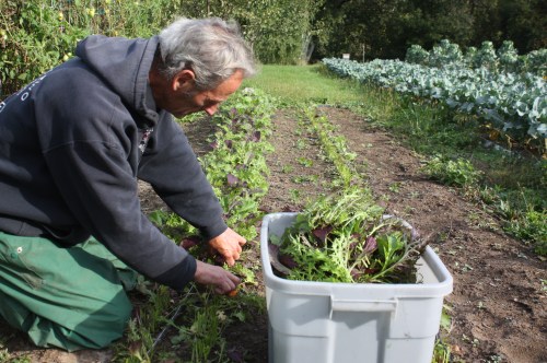 Scott cut the outside crop.