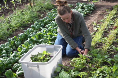 And I cut the hoop house crop.