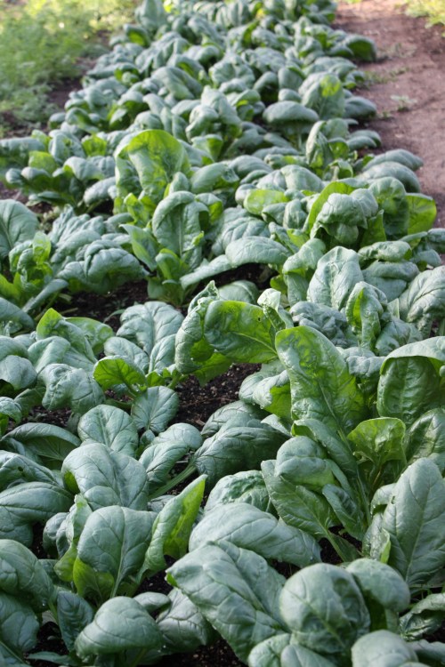 Beautiful Spinach.