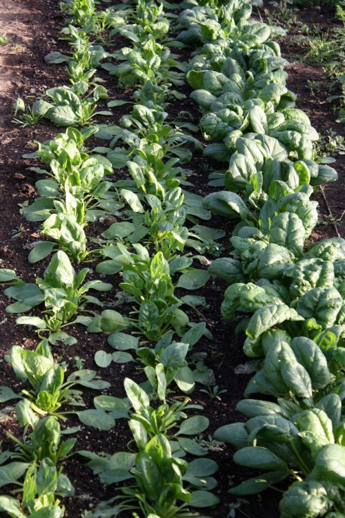 2 rows of spinach cut 1 to go. Leaf by leaf by leaf.....we harvest.