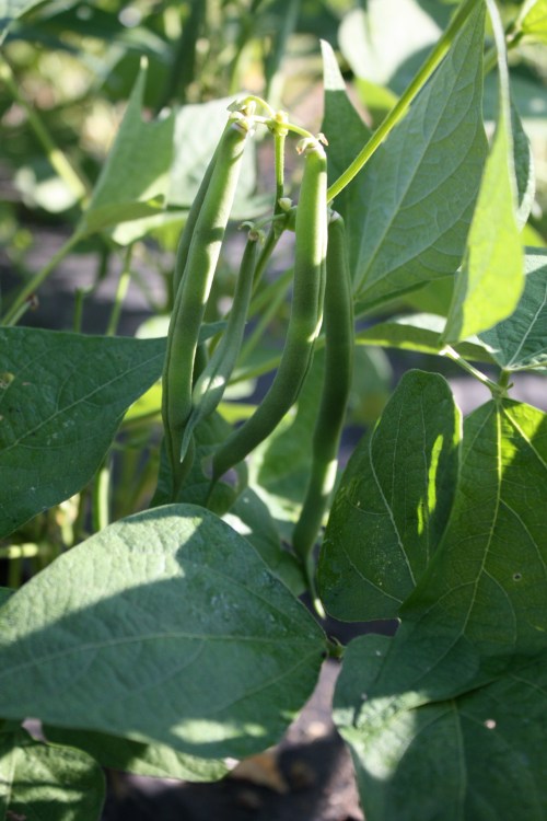 Green beans ready to be picked.....