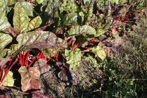 Swiss Chard at harvest.