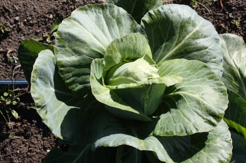 Caraflex Cabbage at harvest.