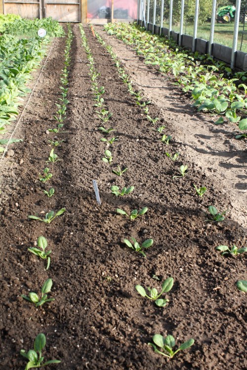Another long section of spinach transplanted into the hoop house for wintered over spinach eating next March.